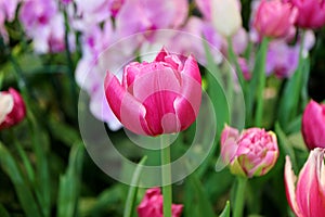 Closeup of a Vibrant Magenta Pink Tulip Among Another in the Garden