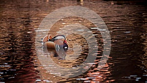 Closeup of a vibrant Mandarin duck in a tranquil water on a sunny day