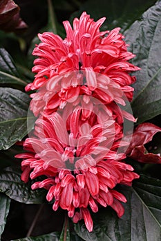 Closeup of the vibrant pink color of Justicia carnea flowers