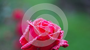 Closeup of a vibrant pink rose illuminated by the morning sun with dewdrops glistening on its petals