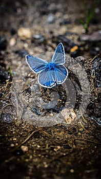 Closeup of vibrant Polyommatus eros perched on a rocky surface with a blurry background