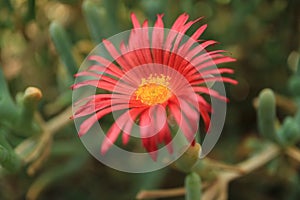 Closeup a vibrant red blooming flower of Karkalla succulents plant