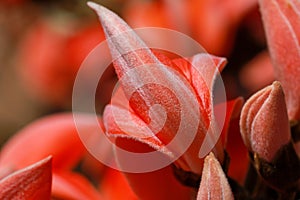 Closeup of vibrant red Butea monosperma (Palash) flowers