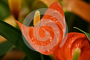 Closeup of vibrant red flamingo (Anthurium flamingo) lily flower