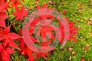 Closeup of vibrant red maple leaves in autumn