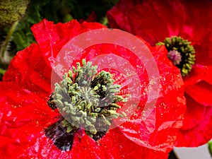 Closeup of a vibrant red Poppy flower