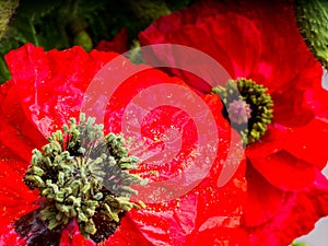 Closeup of a vibrant red Poppy flower