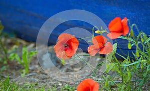 Closeup of a vibrant red Poppy flower