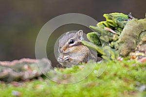 Closeup of a vibrant Sciurus vulgaris orientis perched on a surface in a lush green