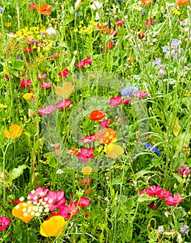 Closeup of a Vibrant Wildflower Meadow