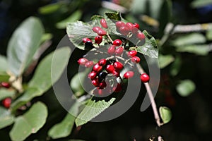 Closeup of viburnum dilatatum in a field under the sunlight with a blurry background