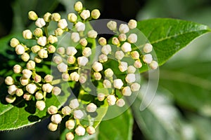 Closeup of Viburnum tinus, laurustinus, laurustine or laurestine