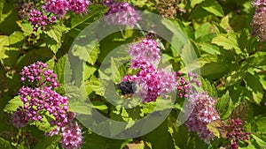 Closeup video of bumble bees pollinating Spirea plant with pink flowers 4k UHD