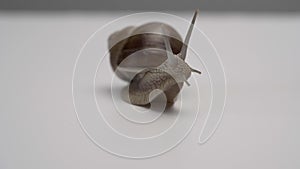 Closeup video of a grape snail looking around with its head sticking out