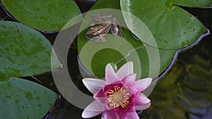 Closeup video of Pacific chorus tree frog on waterlily pad in garden pond 4k