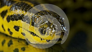 Closeup video of yellow anaconda`s head
