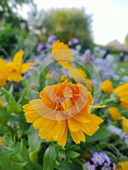 closeup vie of port marigold flower in the garden