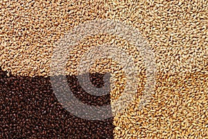 Closeup view of 4 kinds of Malt Grains. Ingredient for beer. Background texture. Ideal for commercial. Backdrop image.