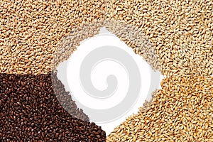 Closeup view of 4 kinds of Malt Grains. Ingredient for beer. Background texture. Ideal for commercial. Backdrop image. Empty