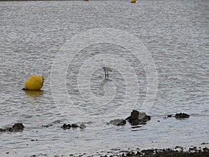 A closeup view of an acquatic bird at caorle venice italy city beach