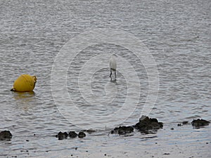 A closeup view of an acquatic bird at caorle venice italy city beach