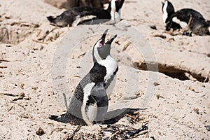 Closeup view of african penguin nesting at Boulders beach