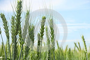 Closeup view of agricultural field with ripening wheat crop