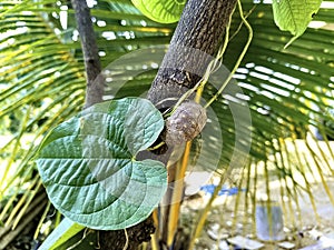 Closeup view of air potato on a plant