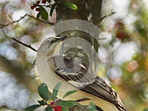 Closeup view of an Alder Flycatcher perched in a tree