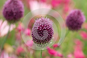 A closeup view of a Allium sphaerocephalon