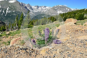 Closeup view of alpine flowers in rocky mountains national park, Colorado