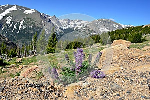 Closeup view of alpine flowers in rocky mountains national park, Colorado