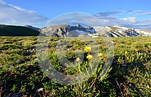 Closeup view of alpine flowers in rocky mountains national park, Colorado