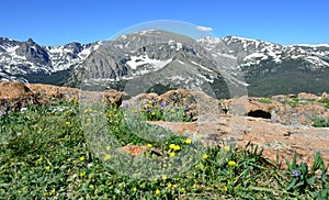 Closeup view of alpine flowers in rocky mountains national park, Colorado