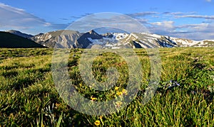 Closeup view of alpine flowers in rocky mountains national park, Colorado