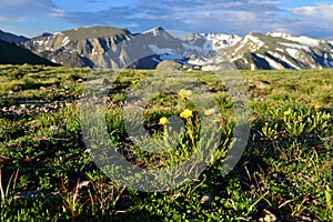 Closeup view of alpine flowers in rocky mountains national park, Colorado