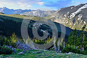 Closeup view of alpine flowers in rocky mountains national park, Colorado