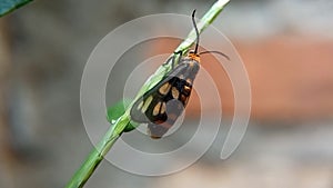 Closeup view of Amata huebneri