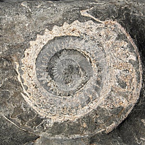 Closeup view of an ammonite fossil at Lyme Regis
