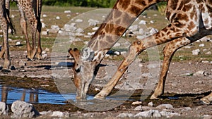 Closeup view of angolan giraffe drinking water with spread legs at Namutoni waterhole in Etosha National Park.