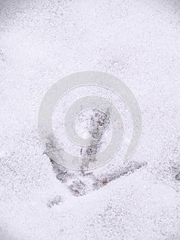 A closeup view of animal footprints or tracks belonging to a chicken or rooster in fresh white snow blanketing the ground in