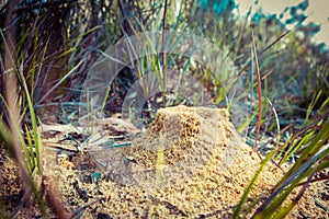 View of an anthill in Australia.