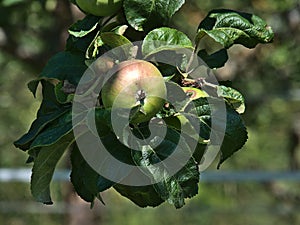 Closeup view of apple tree with green leaves and slighty red shimmering fruit on meadow orchard near Beilstein, Germany.