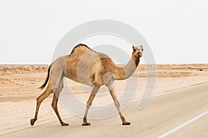 Closeup view of arabian camel dromedary