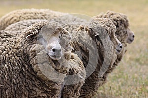 A closeup view of Australian sheep with Merino wool