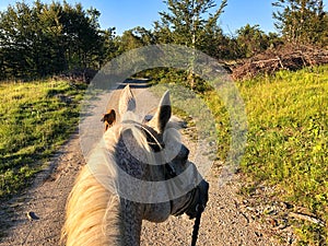 Closeup view of the back of a white horse in a field
