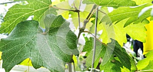 Closeup view of baikonur grape leaves