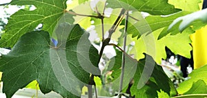 Closeup view of baikonur grape leaves