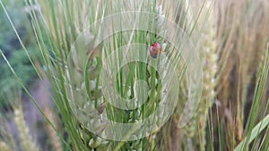 Closeup view of barley spikelets and lady bird in barley field