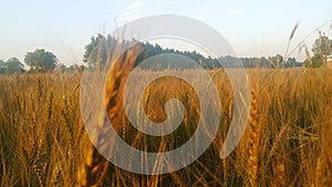 Closeup view of barley spikelets or rye in barley field